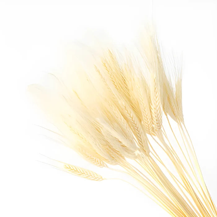 Dried wheat grass wholesale flowers