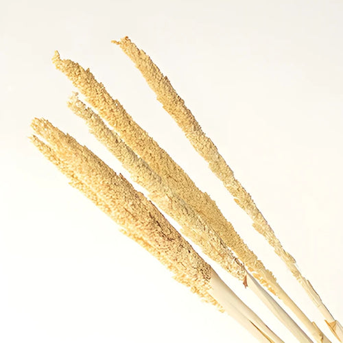 Natural Gorso Rustic Dried Grass