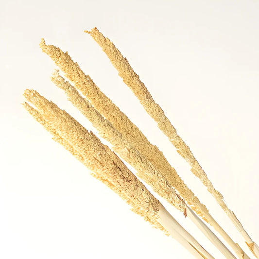 Natural Gorso Rustic Dried Grass