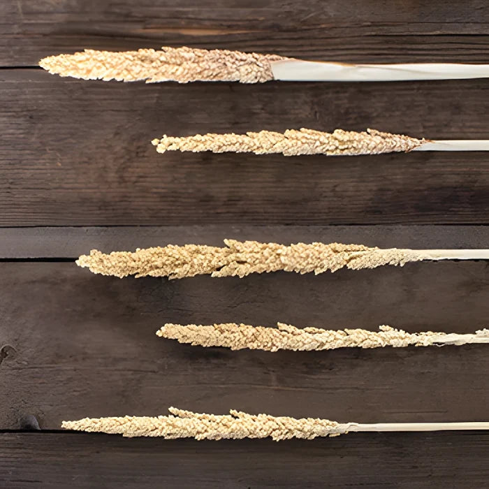 Bleached gorso grass bulk flowers