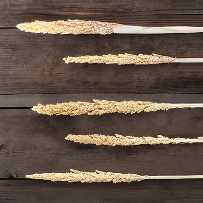 Bleached gorso grass bulk flowers