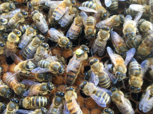 OHB Saskatraz Queen Bee