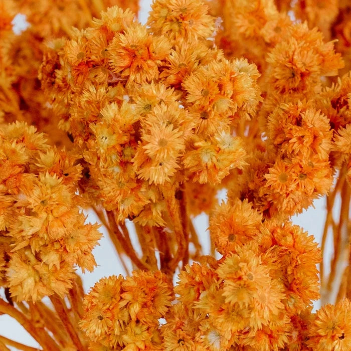 Rustic Orange Dried Andrean Asters Close Up - Image