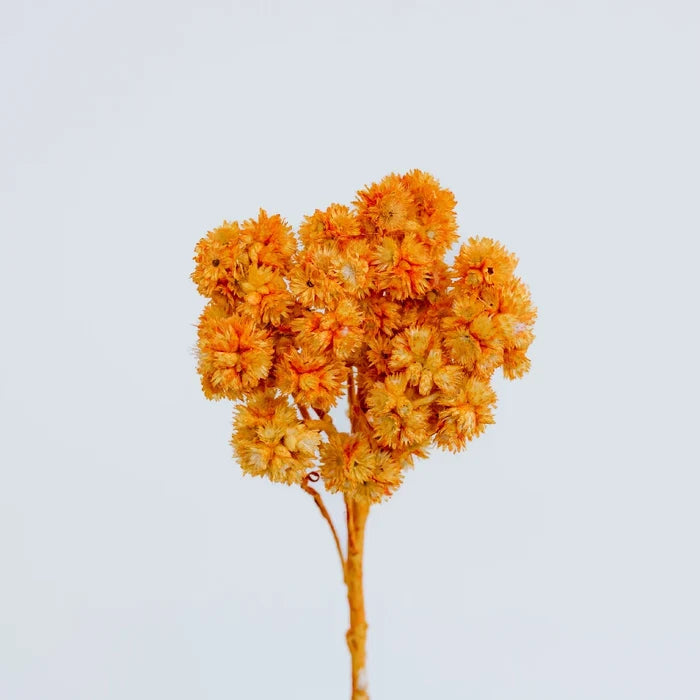 Rustic Orange Dried Andrean Asters Stem - Image