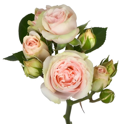Peach Pucker Spray Rose