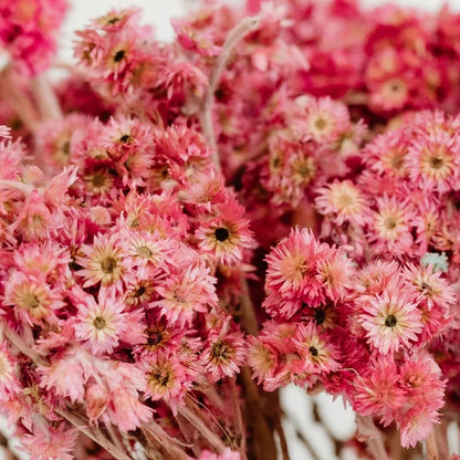 Pink Dried Craspedia Andrean Asters Close Up - Image