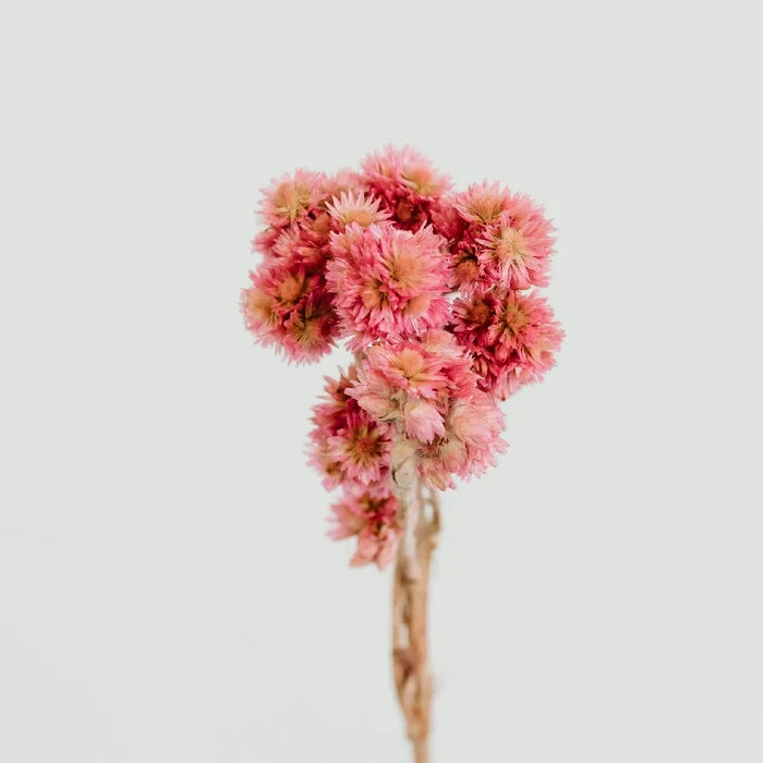 Pink Dried Craspedia Andrean Asters Stem - Image