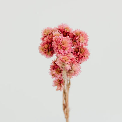 Pink Dried Craspedia Andrean Asters Stem - Image