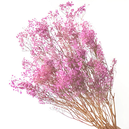 Pink Dried Baby's Breath Flower