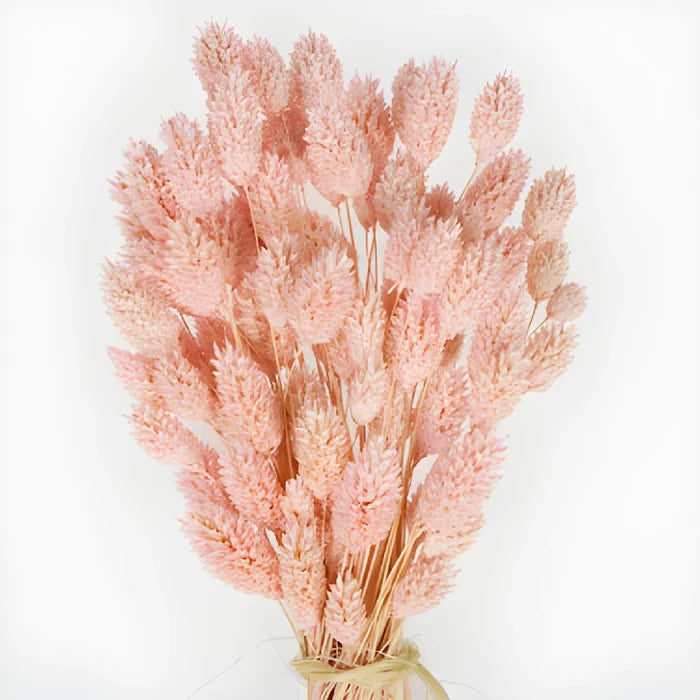 Dried Canary Grass Pink