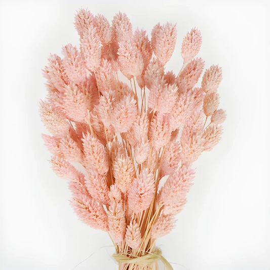 Dried Canary Grass Pink