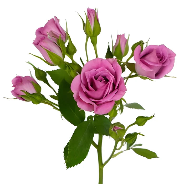 Purple Sky Berry Pink Spray Roses up close