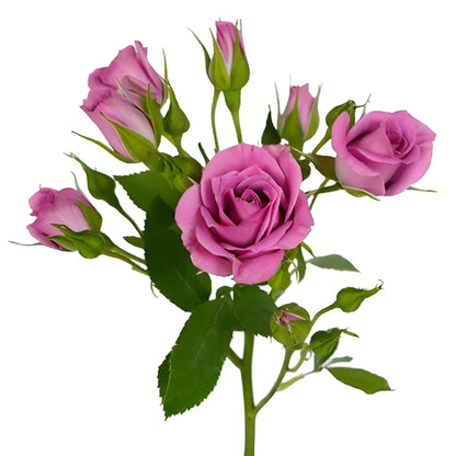 Purple Sky Berry Pink Spray Roses up close