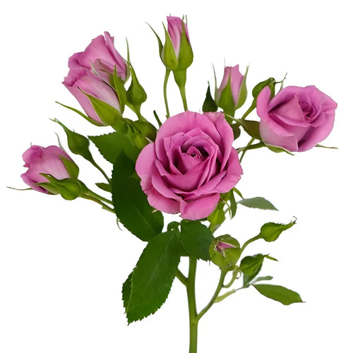 Purple Sky Berry Pink Spray Roses up close