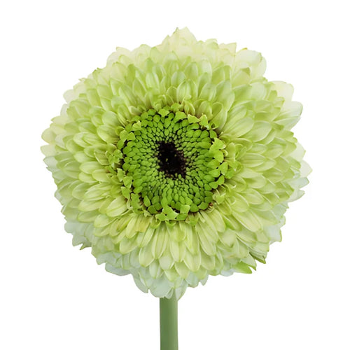Pistachio Flair Gerrondo Gerbera Daisies
