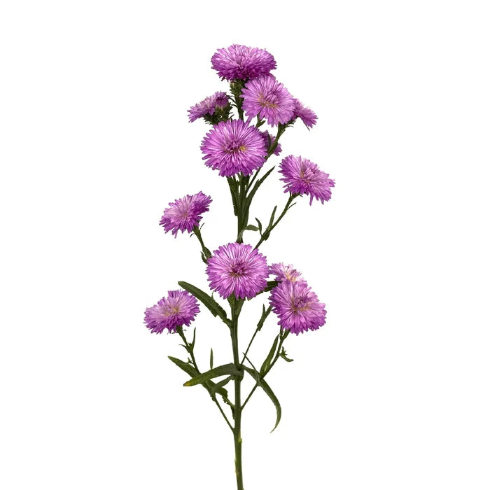 Hot Pink Duplo Aster Stem - Image