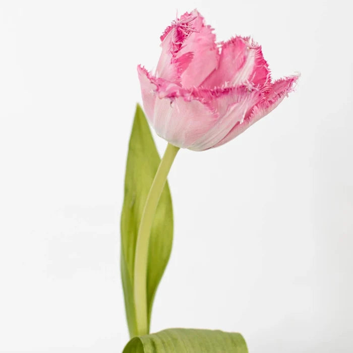 Pink Fringe Tulip Flower Stem