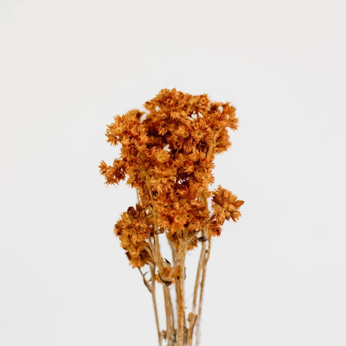Rustic Brown Dried Andrean Asters Stem - Image