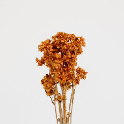 Rustic Brown Dried Andrean Asters Stem - Image