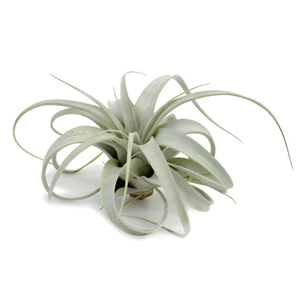 Sage Green Xerographica Air Plants
