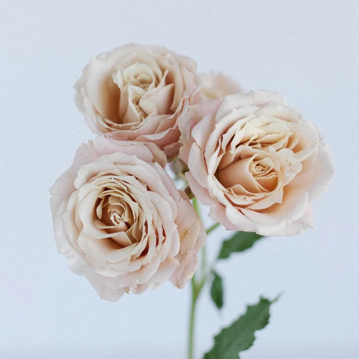 Sahara Spray Rose Stem - Image
