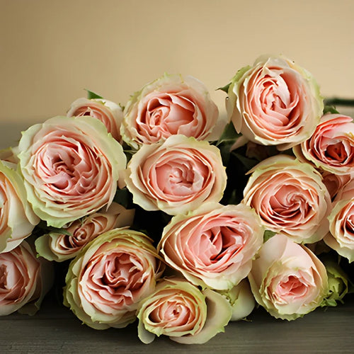 Spray Roses Bunch laying down