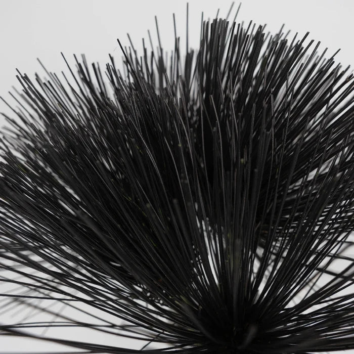 Tinted Black Papyrus Close Up - Image
