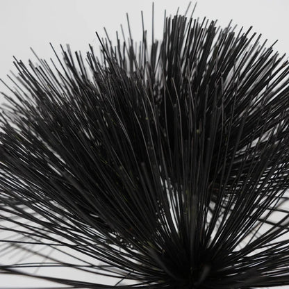 Tinted Black Papyrus Close Up - Image