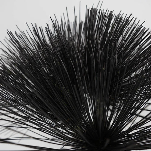 Tinted Black Papyrus Close Up - Image