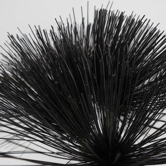 Tinted Black Papyrus Close Up - Image