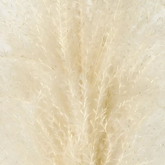 White Dried Eulalia Grass