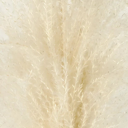 White Dried Eulalia Grass