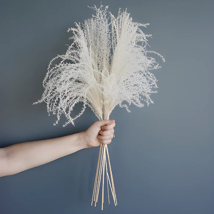 White Dried Eulalia Grass